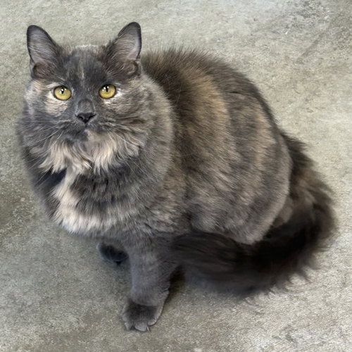 picture of the cat needing adoption