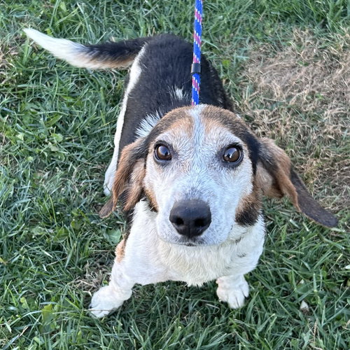picture of the dog needing adoption