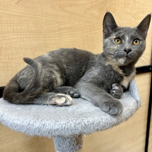 picture of the cat needing adoption
