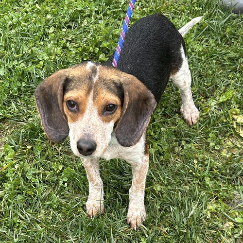 picture of the dog needing adoption