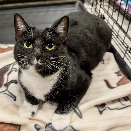 picture of the cat needing adoption