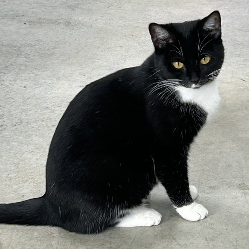 HALLOWEEN - Tuxedo available for adoption