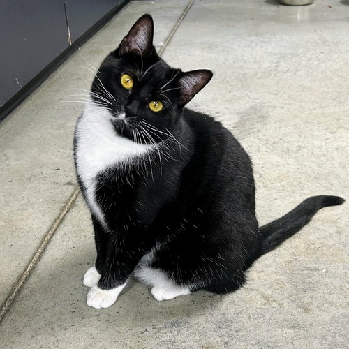 Halloween, an adoptable Tuxedo in Batavia, OH