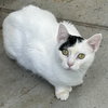 Mittens 2025 - Photo 2