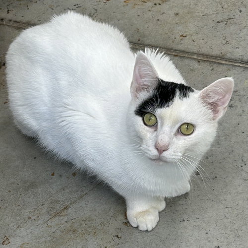 animal-image
