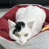 Mittens 2025 - Photo 3