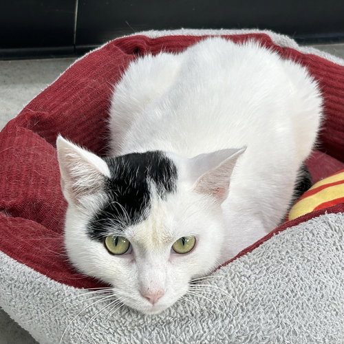MITTENS 2025 - Domestic Short Hair / Extra-Toes Cat (Hemingway Polydactyl) available for adoption