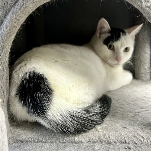 picture of the cat needing adoption