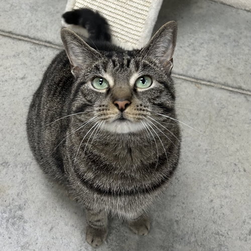 picture of the cat needing adoption