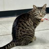 Miss Tedi - Photo 2