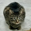 Miss Tedi - Photo 3