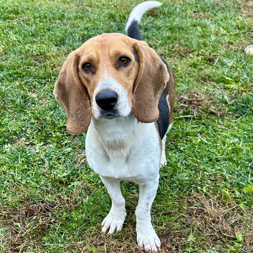 picture of the dog needing adoption
