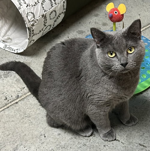 animal-image
