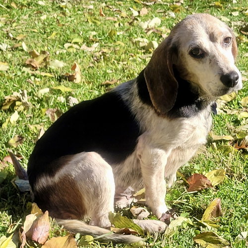 picture of the dog needing adoption