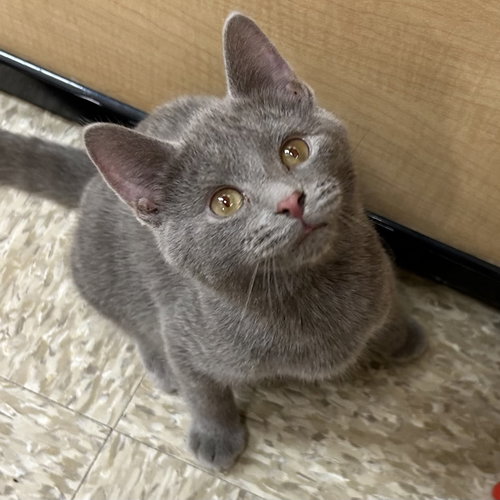 picture of the cat needing adoption