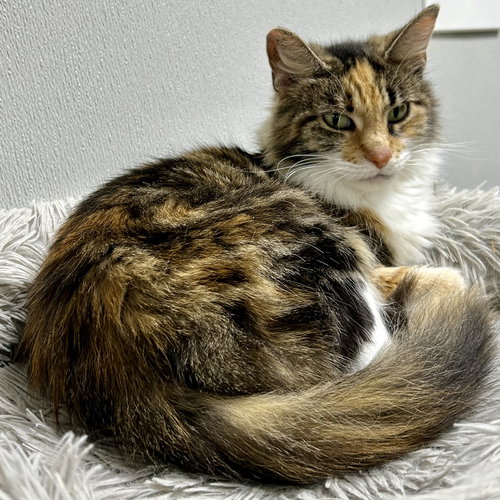 picture of the cat needing adoption
