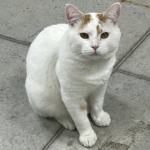 picture of the cat needing adoption