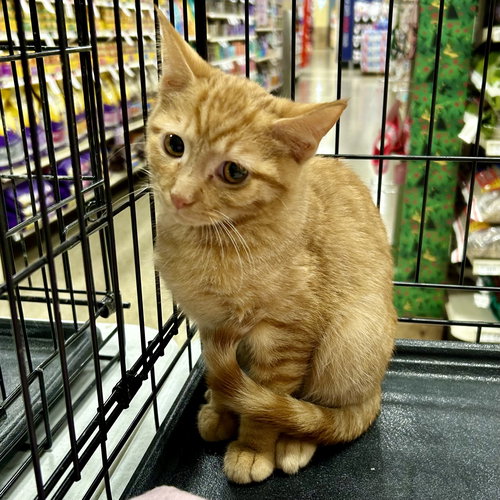 picture of the cat needing adoption