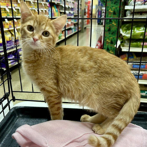 DEXTER 2025 - Tabby available for adoption