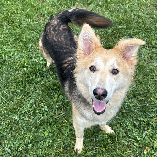 picture of the dog needing adoption