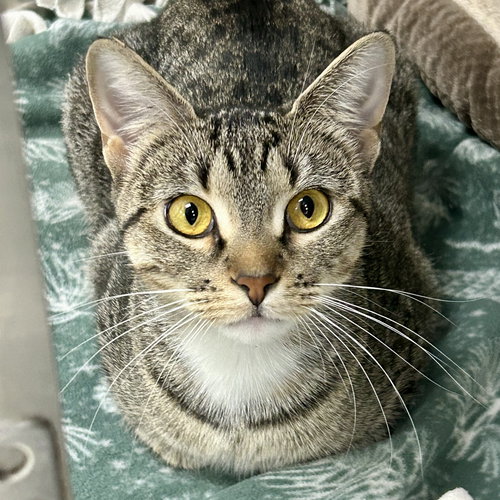 picture of the cat needing adoption