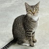 Marie (bonded with Emma) - Photo 2
