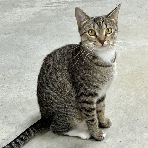 MARIE (BONDED WITH EMMA) - Tabby available for adoption