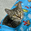 Marie (bonded with Emma) - Photo 3