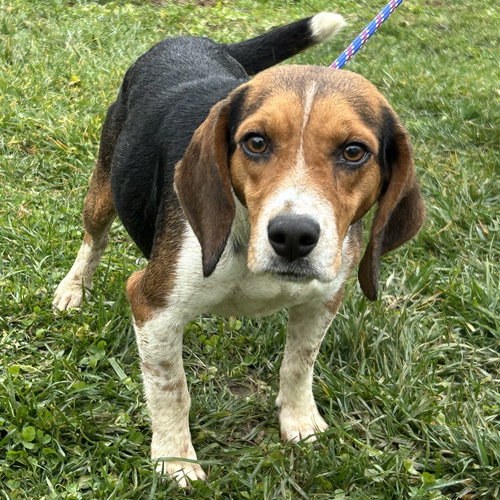 picture of the dog needing adoption