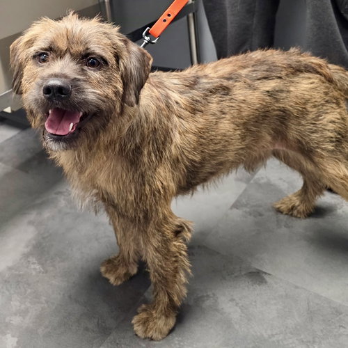 picture of the dog needing adoption