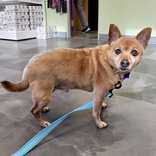 picture of the dog needing adoption