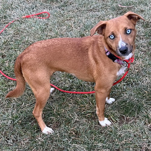 PUPCUP - Terrier available for adoption