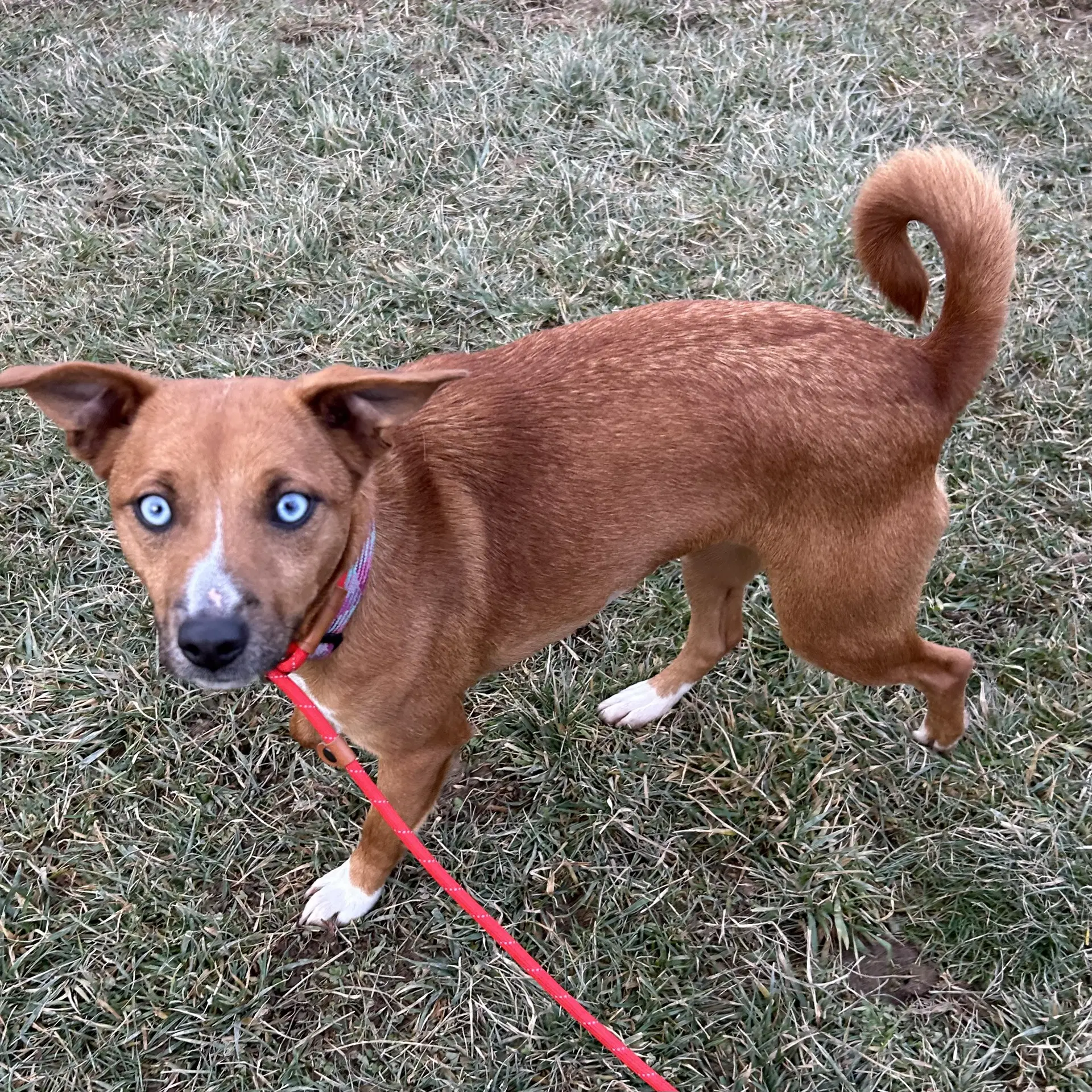 Pupcup image 3