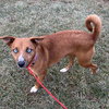 Pupcup - Photo 3