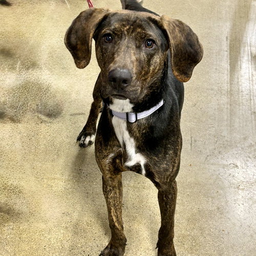 Phillip 2026, an adoptable Plott Hound in Batavia, OH