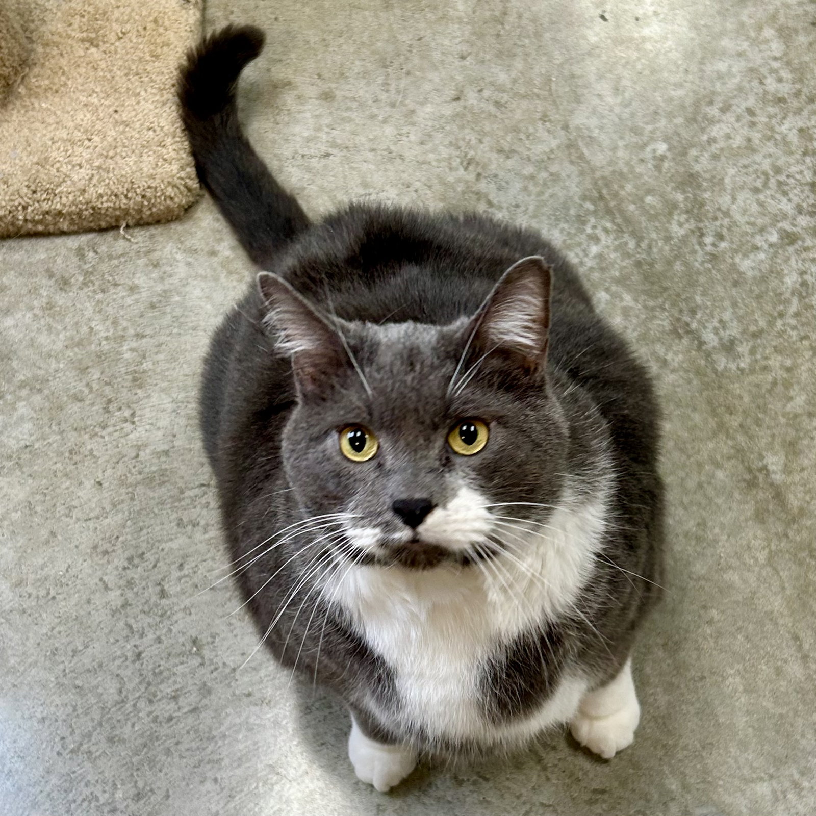 Chonkster