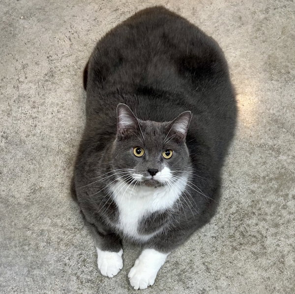 Chonkster