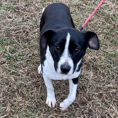 picture of the dog needing adoption