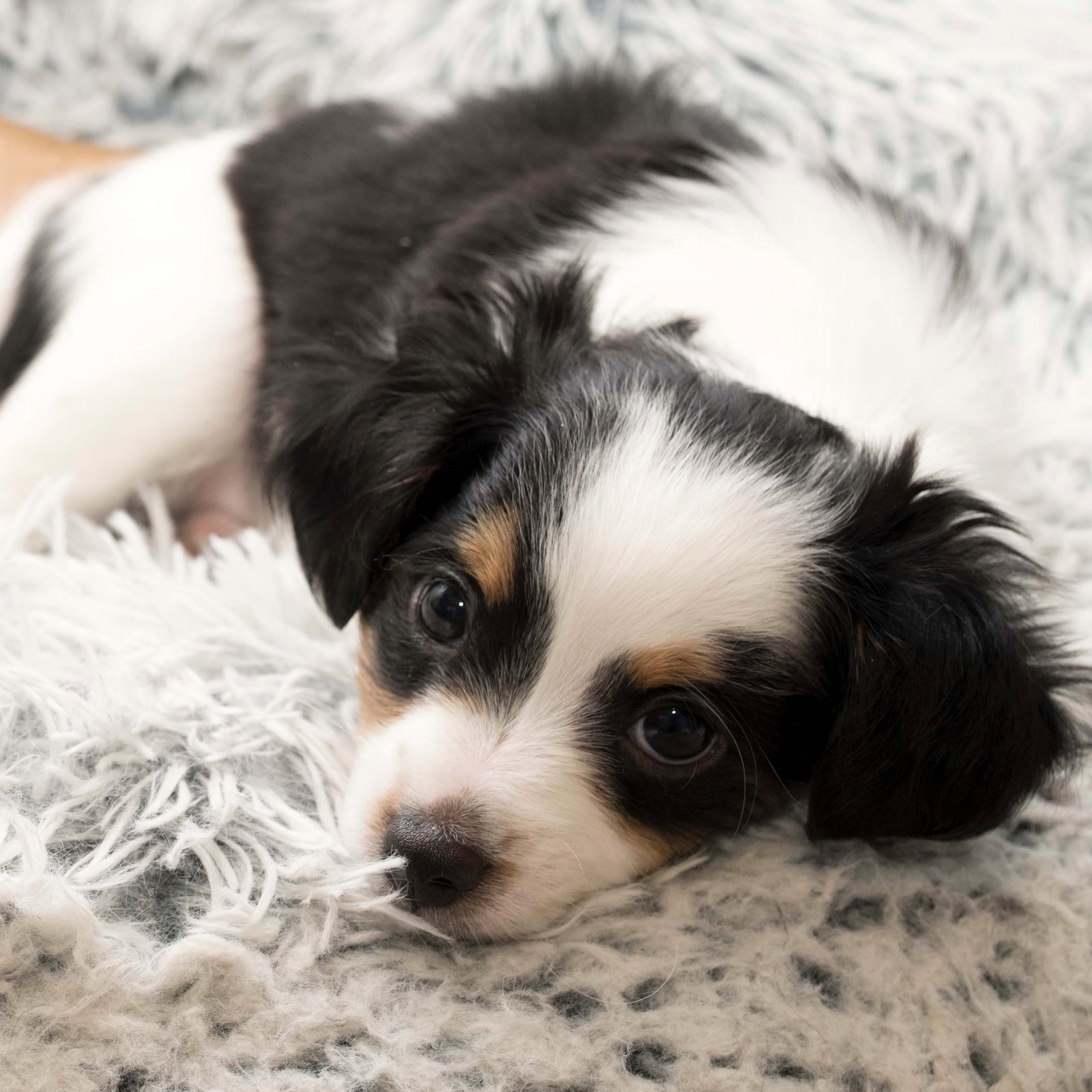 Cookie Dough - Sweet Treats Litter Image
