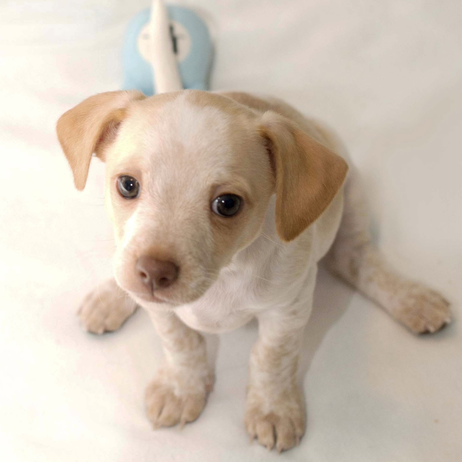 Sugarplum - Sweet Treats Litter Image