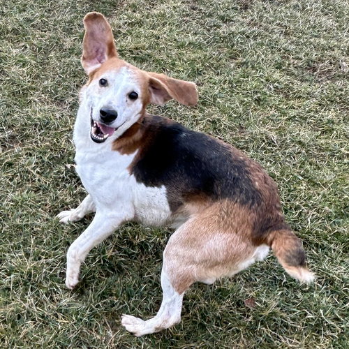 Jeremy, an adoptable Beagle in Batavia, OH
