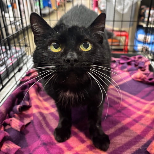 Annie, an adoptable Domestic Short Hair in Batavia, OH