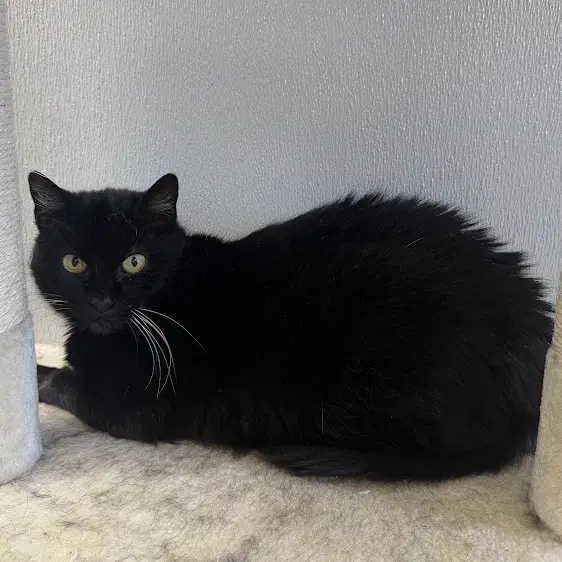 Annie - Domestic Short Hair