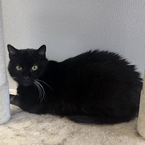 picture of the cat needing adoption