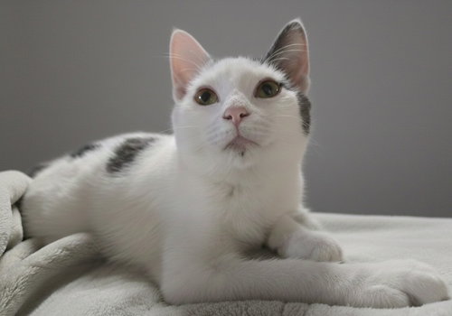 animal-image