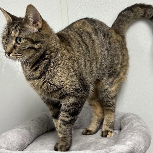 Whimsy, Adult Domestic Medium Hair / Tortoiseshell / Mixed (medium coat), cat for adoption in Covington, Kentucky