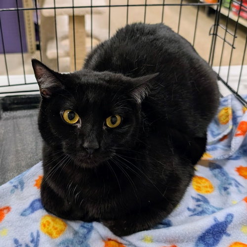 Pluto, Adult Domestic Short Hair / Mixed (short coat), cat for adoption in Covington, Kentucky