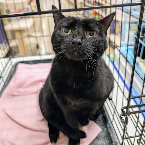 Daisy, Adult Domestic Short Hair / Mixed (short coat), cat for adoption in Covington, Kentucky