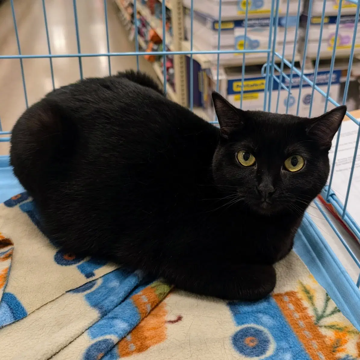 Clarabelle - Domestic Short Hair