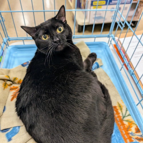 Clarabelle, an adoptable Domestic Short Hair in Batavia, OH